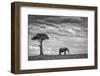 Elephant Landscape-Mario Moreno-Framed Photographic Print