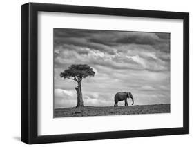 Elephant Landscape-Mario Moreno-Framed Photographic Print