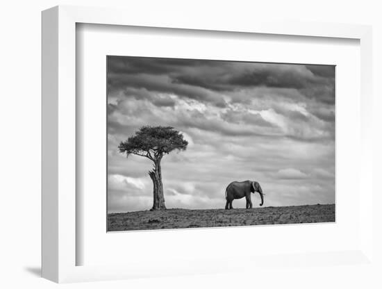 Elephant Landscape-Mario Moreno-Framed Photographic Print