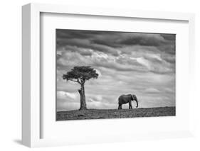 Elephant Landscape-Mario Moreno-Framed Photographic Print