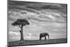 Elephant Landscape-Mario Moreno-Mounted Photographic Print