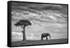 Elephant Landscape-Mario Moreno-Framed Stretched Canvas
