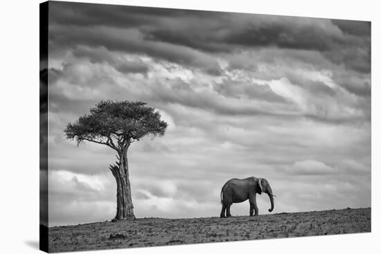 Elephant Landscape-Mario Moreno-Stretched Canvas