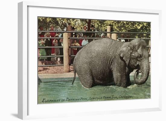 Elephant, Lincoln Park Zoo-null-Framed Art Print