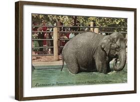 Elephant, Lincoln Park Zoo-null-Framed Art Print