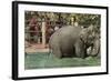 Elephant, Lincoln Park Zoo-null-Framed Art Print