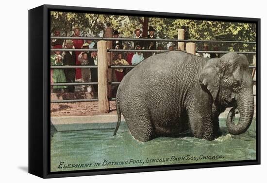Elephant, Lincoln Park Zoo-null-Framed Stretched Canvas