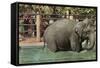 Elephant, Lincoln Park Zoo-null-Framed Stretched Canvas