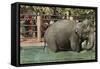 Elephant, Lincoln Park Zoo-null-Framed Stretched Canvas