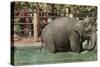 Elephant, Lincoln Park Zoo-null-Stretched Canvas