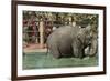 Elephant, Lincoln Park Zoo-null-Framed Art Print