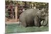 Elephant, Lincoln Park Zoo-null-Mounted Art Print