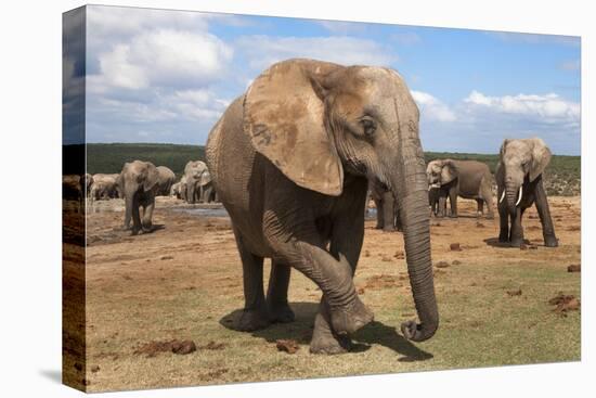 Elephant (Loxodonta Africana), Addo Elephant National Park, South Africa, Africa-Ann and Steve Toon-Stretched Canvas