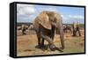 Elephant (Loxodonta Africana), Addo Elephant National Park, South Africa, Africa-Ann and Steve Toon-Framed Stretched Canvas
