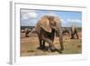 Elephant (Loxodonta Africana), Addo Elephant National Park, South Africa, Africa-Ann and Steve Toon-Framed Photographic Print