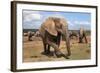 Elephant (Loxodonta Africana), Addo Elephant National Park, South Africa, Africa-Ann and Steve Toon-Framed Photographic Print