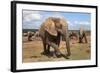 Elephant (Loxodonta Africana), Addo Elephant National Park, South Africa, Africa-Ann and Steve Toon-Framed Photographic Print