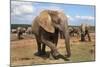 Elephant (Loxodonta Africana), Addo Elephant National Park, South Africa, Africa-Ann and Steve Toon-Mounted Photographic Print