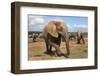 Elephant (Loxodonta Africana), Addo Elephant National Park, South Africa, Africa-Ann and Steve Toon-Framed Photographic Print