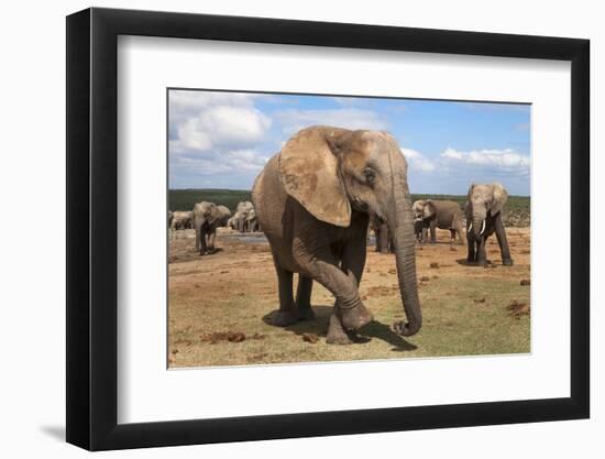 Elephant (Loxodonta Africana), Addo Elephant National Park, South Africa, Africa-Ann and Steve Toon-Framed Photographic Print