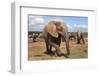 Elephant (Loxodonta Africana), Addo Elephant National Park, South Africa, Africa-Ann and Steve Toon-Framed Photographic Print