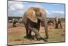 Elephant (Loxodonta Africana), Addo Elephant National Park, South Africa, Africa-Ann and Steve Toon-Mounted Photographic Print