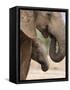 Elephant (Loxodonta Africana) and Baby, Addo Elephant National Park, Eastern Cape, South Africa-Ann & Steve Toon-Framed Stretched Canvas