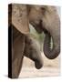 Elephant (Loxodonta Africana) and Baby, Addo Elephant National Park, Eastern Cape, South Africa-Ann & Steve Toon-Stretched Canvas