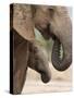 Elephant (Loxodonta Africana) and Baby, Addo Elephant National Park, Eastern Cape, South Africa-Ann & Steve Toon-Stretched Canvas