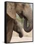 Elephant (Loxodonta Africana) and Baby, Addo Elephant National Park, Eastern Cape, South Africa-Ann & Steve Toon-Framed Stretched Canvas