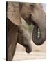 Elephant (Loxodonta Africana) and Baby, Addo Elephant National Park, Eastern Cape, South Africa-Ann & Steve Toon-Stretched Canvas