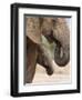 Elephant (Loxodonta Africana) and Baby, Addo Elephant National Park, Eastern Cape, South Africa-Ann & Steve Toon-Framed Photographic Print