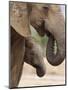 Elephant (Loxodonta Africana) and Baby, Addo Elephant National Park, Eastern Cape, South Africa-Ann & Steve Toon-Mounted Photographic Print