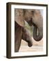 Elephant (Loxodonta Africana) and Baby, Addo Elephant National Park, Eastern Cape, South Africa-Ann & Steve Toon-Framed Photographic Print