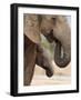Elephant (Loxodonta Africana) and Baby, Addo Elephant National Park, Eastern Cape, South Africa-Ann & Steve Toon-Framed Photographic Print