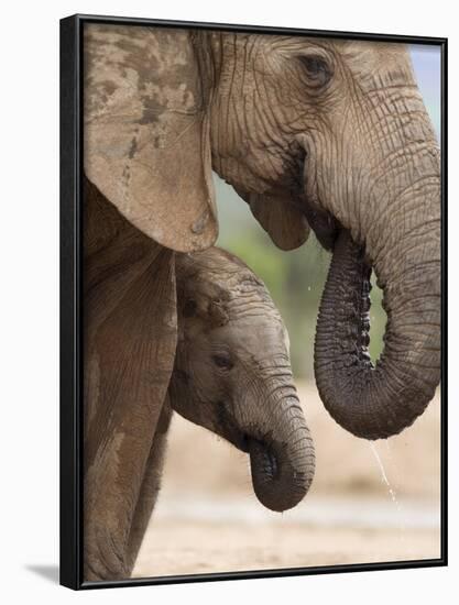 Elephant (Loxodonta Africana) and Baby, Addo Elephant National Park, Eastern Cape, South Africa-Ann & Steve Toon-Framed Photographic Print