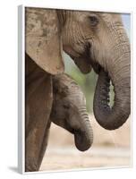 Elephant (Loxodonta Africana) and Baby, Addo Elephant National Park, Eastern Cape, South Africa-Ann & Steve Toon-Framed Photographic Print