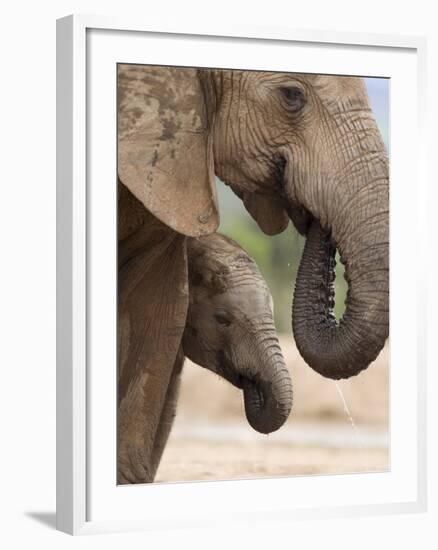 Elephant (Loxodonta Africana) and Baby, Addo Elephant National Park, Eastern Cape, South Africa-Ann & Steve Toon-Framed Photographic Print