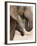 Elephant (Loxodonta Africana) and Baby, Addo Elephant National Park, Eastern Cape, South Africa-Ann & Steve Toon-Framed Photographic Print