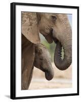 Elephant (Loxodonta Africana) and Baby, Addo Elephant National Park, Eastern Cape, South Africa-Ann & Steve Toon-Framed Photographic Print