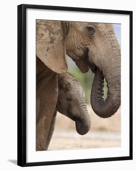 Elephant (Loxodonta Africana) and Baby, Addo Elephant National Park, Eastern Cape, South Africa-Ann & Steve Toon-Framed Photographic Print