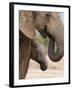 Elephant (Loxodonta Africana) and Baby, Addo Elephant National Park, Eastern Cape, South Africa-Ann & Steve Toon-Framed Photographic Print