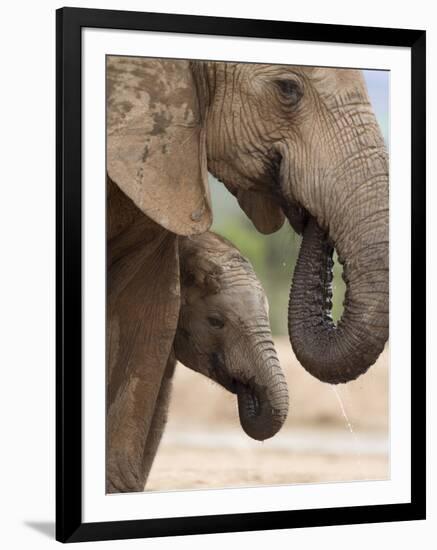 Elephant (Loxodonta Africana) and Baby, Addo Elephant National Park, Eastern Cape, South Africa-Ann & Steve Toon-Framed Photographic Print