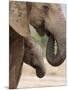 Elephant (Loxodonta Africana) and Baby, Addo Elephant National Park, Eastern Cape, South Africa-Ann & Steve Toon-Mounted Photographic Print