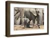 Elephant (Loxodonta Africana) Calf, Addo Elephant National Park, South Africa, Africa-Ann and Steve Toon-Framed Photographic Print