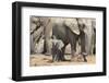 Elephant (Loxodonta Africana) Calf, Addo Elephant National Park, South Africa, Africa-Ann and Steve Toon-Framed Photographic Print