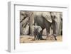 Elephant (Loxodonta Africana) Calf, Addo Elephant National Park, South Africa, Africa-Ann and Steve Toon-Framed Photographic Print