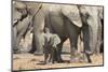 Elephant (Loxodonta Africana) Calf, Addo Elephant National Park, South Africa, Africa-Ann and Steve Toon-Mounted Photographic Print