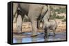 Elephant (Loxodonta Africana) Calf at Water, Addo Elephant National Park, South Africa, Africa-Ann and Steve Toon-Framed Stretched Canvas