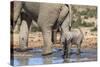 Elephant (Loxodonta Africana) Calf at Water, Addo Elephant National Park, South Africa, Africa-Ann and Steve Toon-Stretched Canvas